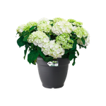 green basics campana 30cm living black